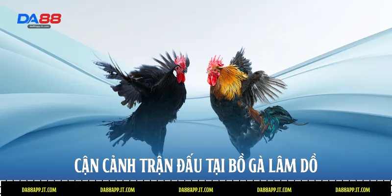 Bồ Gà Lâm Dồ - Đấu Trường Đá Gà Đỉnh Cao Tại Nhà Cái Da88 - Vexin