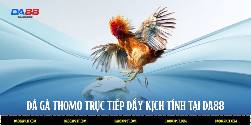 Đá Gà Thomo Tại Da88 - Sân Chơi Cá Cược Đỉnh Cao Và Uy Tín - Vexin