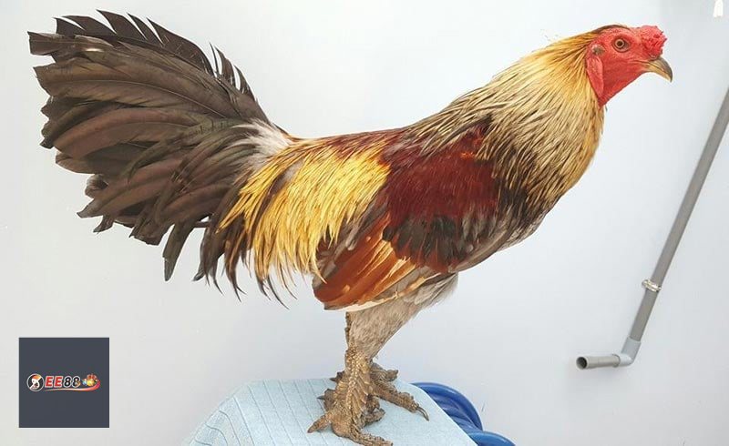 Đá Gà E88: Luật Chơi, Cách Cược Và Kinh Nghiệm - Vexin Đá Gà E88: Luật Chơi, Cách Cược Và Kinh Nghiệm - Vexin