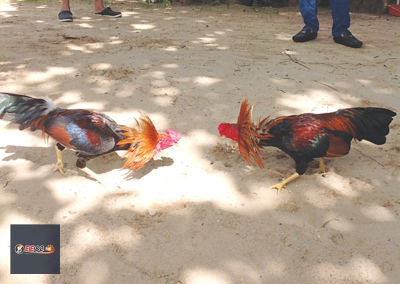 Đá Gà E88: Luật Chơi, Cách Cược Và Kinh Nghiệm - Vexin Đá Gà E88: Luật Chơi, Cách Cược Và Kinh Nghiệm - Vexin