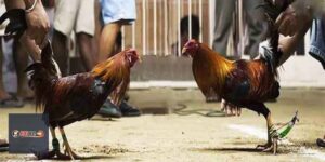 Đá Gà E88: Luật Chơi, Cách Cược Và Kinh Nghiệm - Vexin