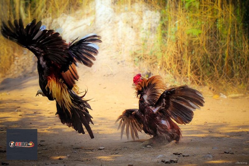 Đá Gà Cựa Sắt MM88: Luật chơi và kinh nghiệm chọn kèo - Vexin Đá Gà Cựa Sắt MM88: Luật chơi và kinh nghiệm chọn kèo - Vexin