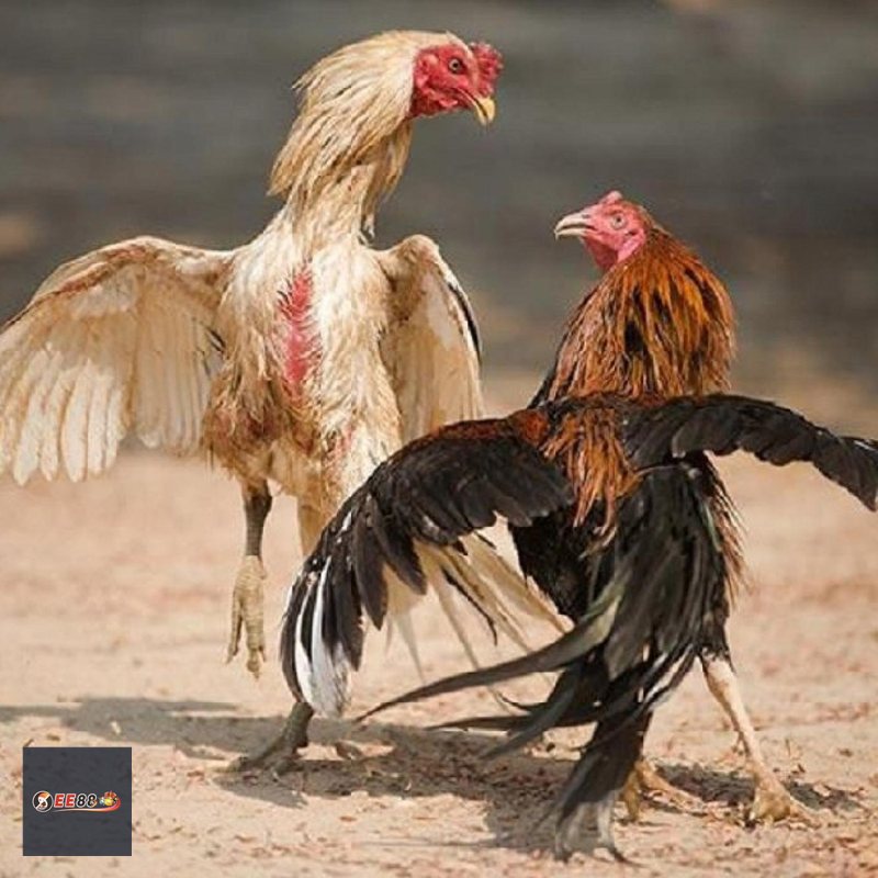 Đá Gà Online MM88: Cách Chơi, Đọc Kèo Và Kinh Nghiệm - Vexin