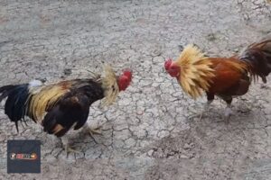 Đá Gà E88: Luật Chơi, Cách Cược Và Kinh Nghiệm - Vexin