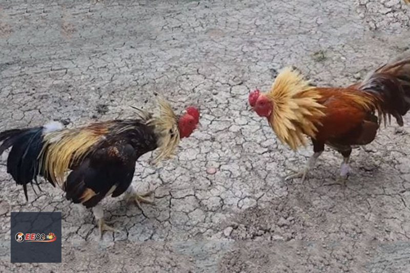 Đá Gà Cựa Sắt MM88: Luật chơi và kinh nghiệm chọn kèo - Vexin