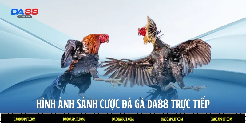 Đá Gà Da88 - Sảnh Cược Trực Tiếp Đỉnh Cao Và Uy Tín - Vexin
